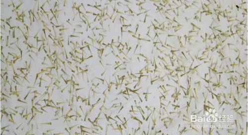 如何辨別錦鯉魚的健康狀況，如何判斷錦鯉魚的健康狀況