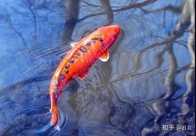 如何辨別錦鯉魚的健康狀況，如何判斷錦鯉魚的健康狀況