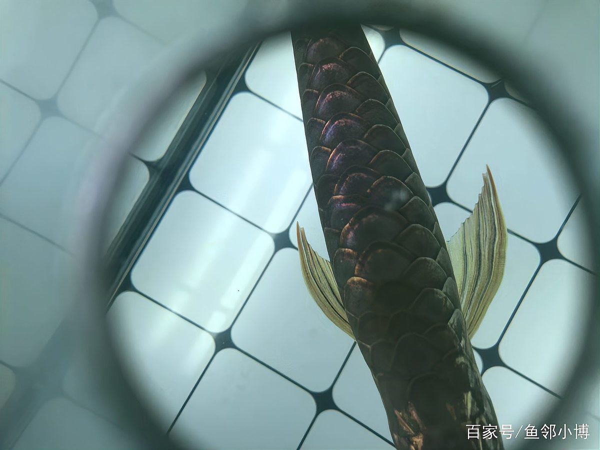 如何根據金龍魚血統選擇背景？ 如何根據金龍魚血統選擇背景？ 龍魚百科 第3張