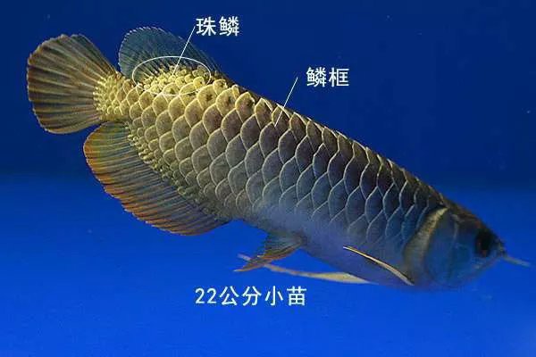 如何根據金龍魚血統選擇背景？ 如何根據金龍魚血統選擇背景？ 龍魚百科 第4張