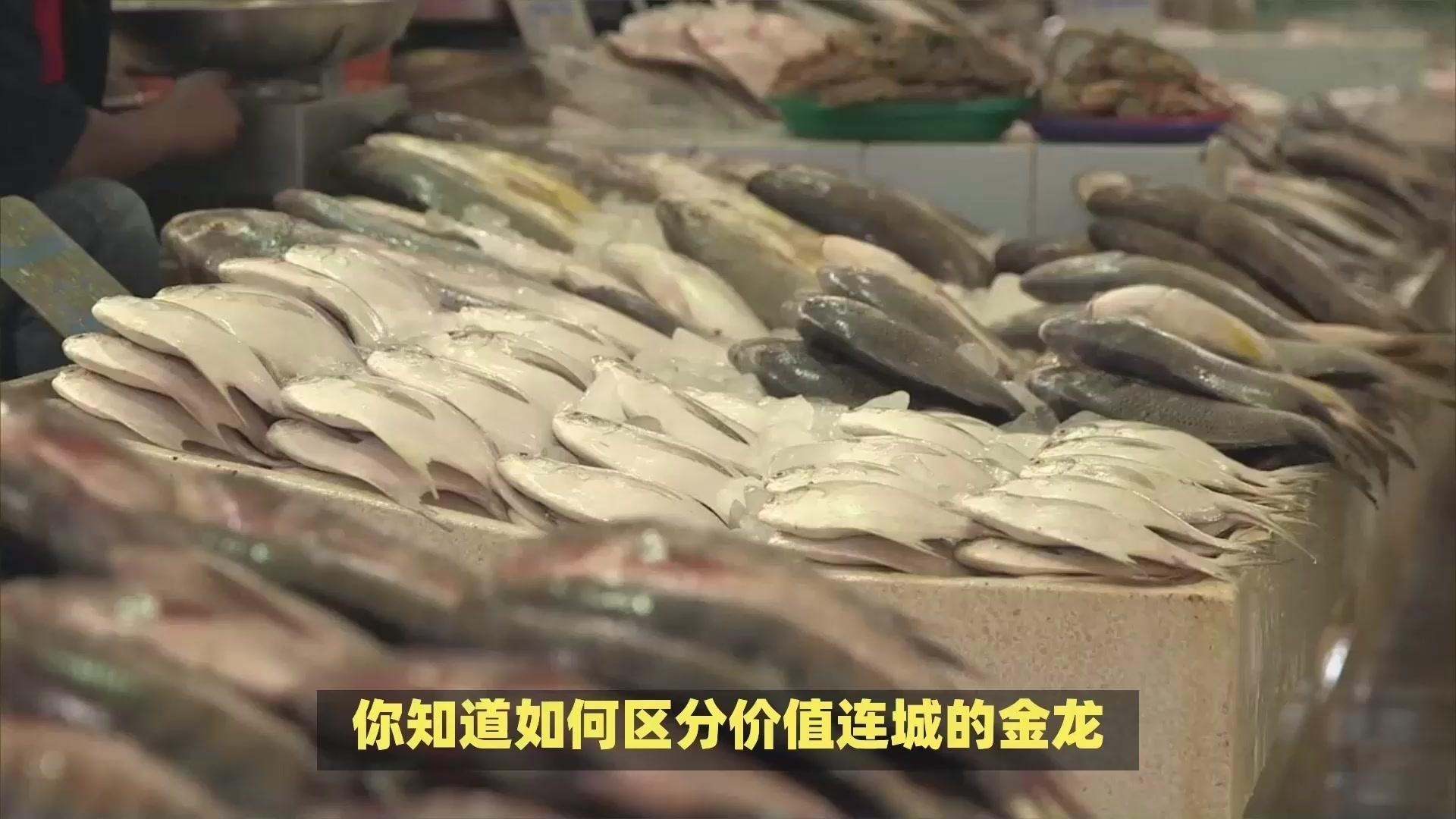 金龍魚區別圖
