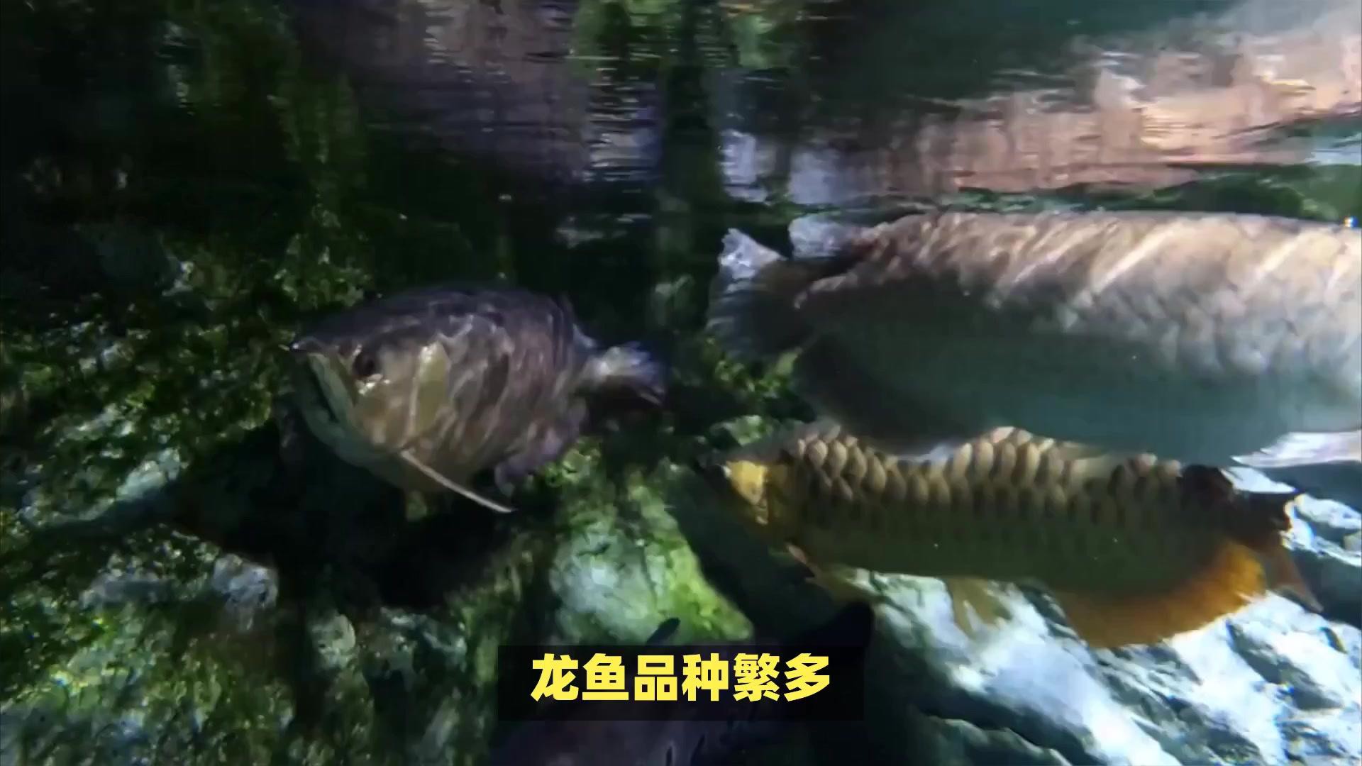 金龍魚區別圖
