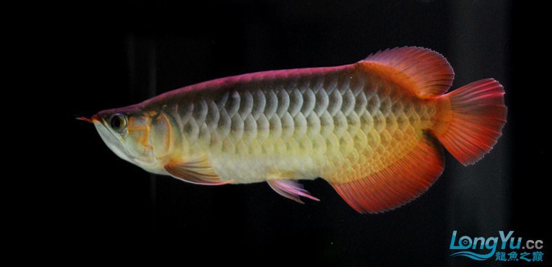 龍魚品種圖鑒大全大圖高清（龍魚品種圖鑒）