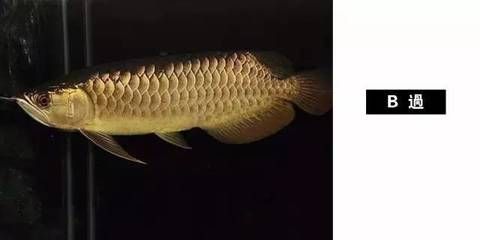 龍魚品種圖鑒大全大圖高清（龍魚品種圖鑒）