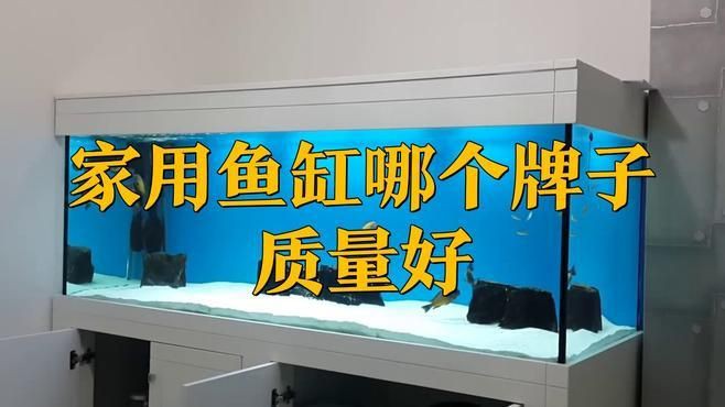 可麗愛與森森哪個好 可麗愛與森森哪個好 龍魚百科 第7張