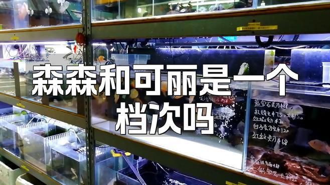 可麗愛與森森哪個好 可麗愛與森森哪個好 龍魚百科 第4張