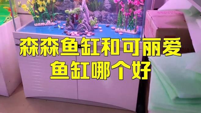 可麗愛與森森哪個好 可麗愛與森森哪個好 龍魚百科 第6張