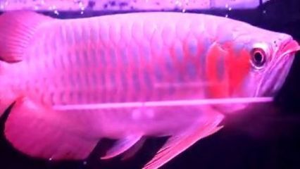 巴婁紅龍：巴婁紅龍在飼養過程中需要注意以下以下幾點 巴婁紅龍：巴婁紅龍在飼養過程中需要注意以下以下幾點 龍魚百科 第1張