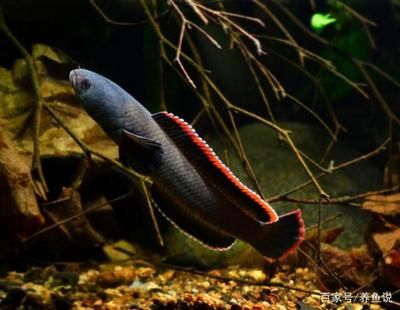 金龍魚金色變淡了：為什么金龍魚的金色變淡？