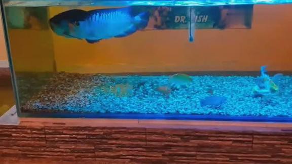 龍魚麻藥后多久能好起來，龍魚在使用麻藥后恢復(fù)時間大致在幾小時到一天之間會受到多種影響