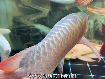 龍魚麻藥后多久能好起來，龍魚在使用麻藥后恢復(fù)時間大致在幾小時到一天之間會受到多種影響