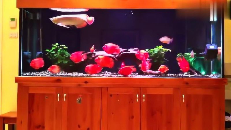 龍魚麻藥后多久能好起來，龍魚在使用麻藥后恢復(fù)時間大致在幾小時到一天之間會受到多種影響