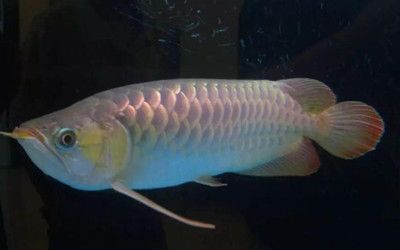 龍魚浮背漏水面呼吸的原因及解決方法（龍魚浮背并漏水面呼吸可能是由多種因素引起的） 龍魚浮背漏水面呼吸的原因及解決方法（龍魚浮背并漏水面呼吸可能是由多種因素引起的） 龍魚百科 第4張