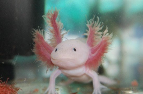 六角恐龍魚認主人嗎它對剛領養者充滿敵意