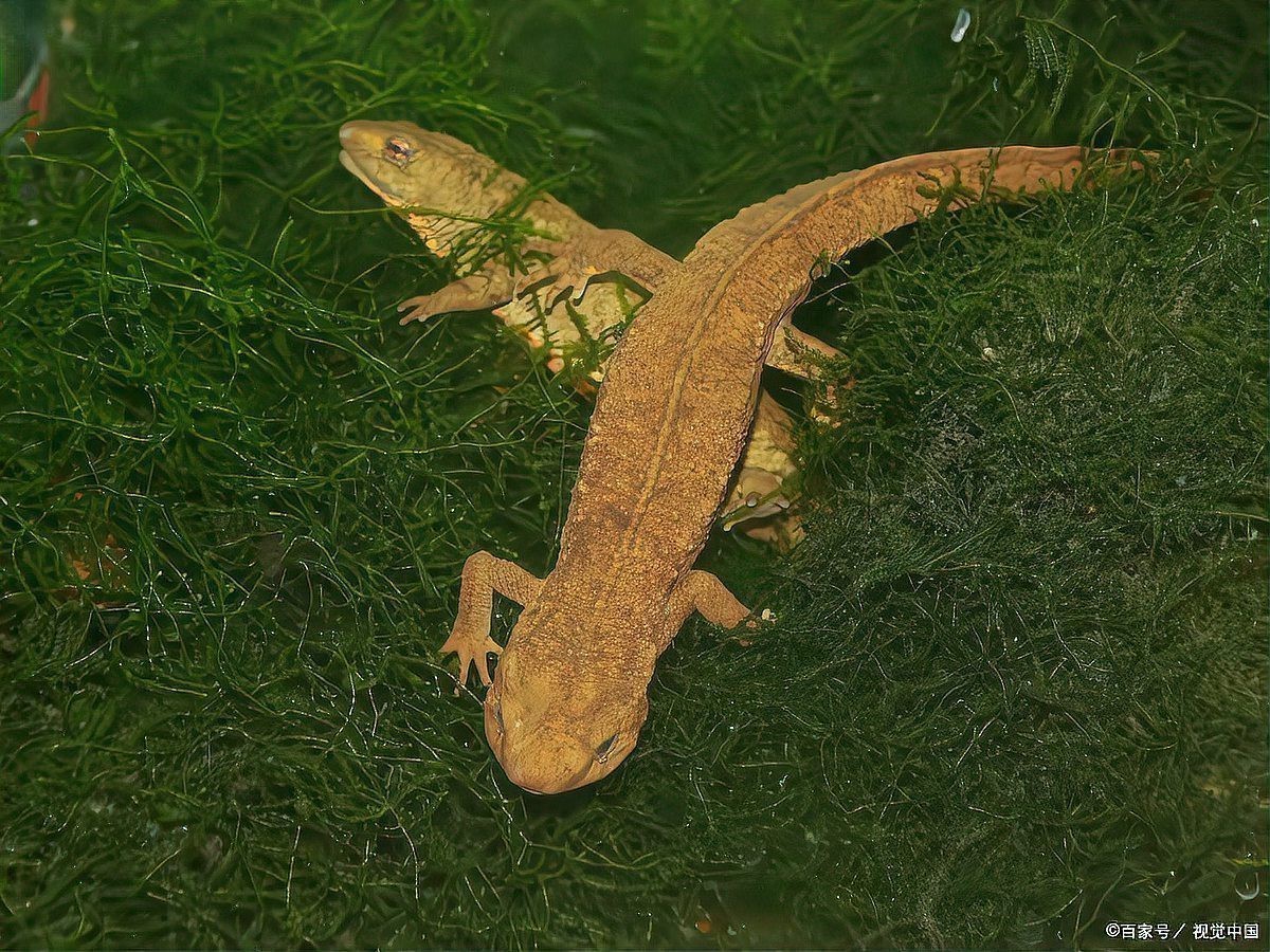 六角恐龍魚認主人嗎它對剛領養者充滿敵意