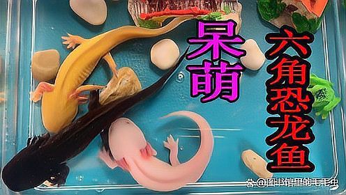 六角恐龍魚認主人嗎它對剛領養者充滿敵意