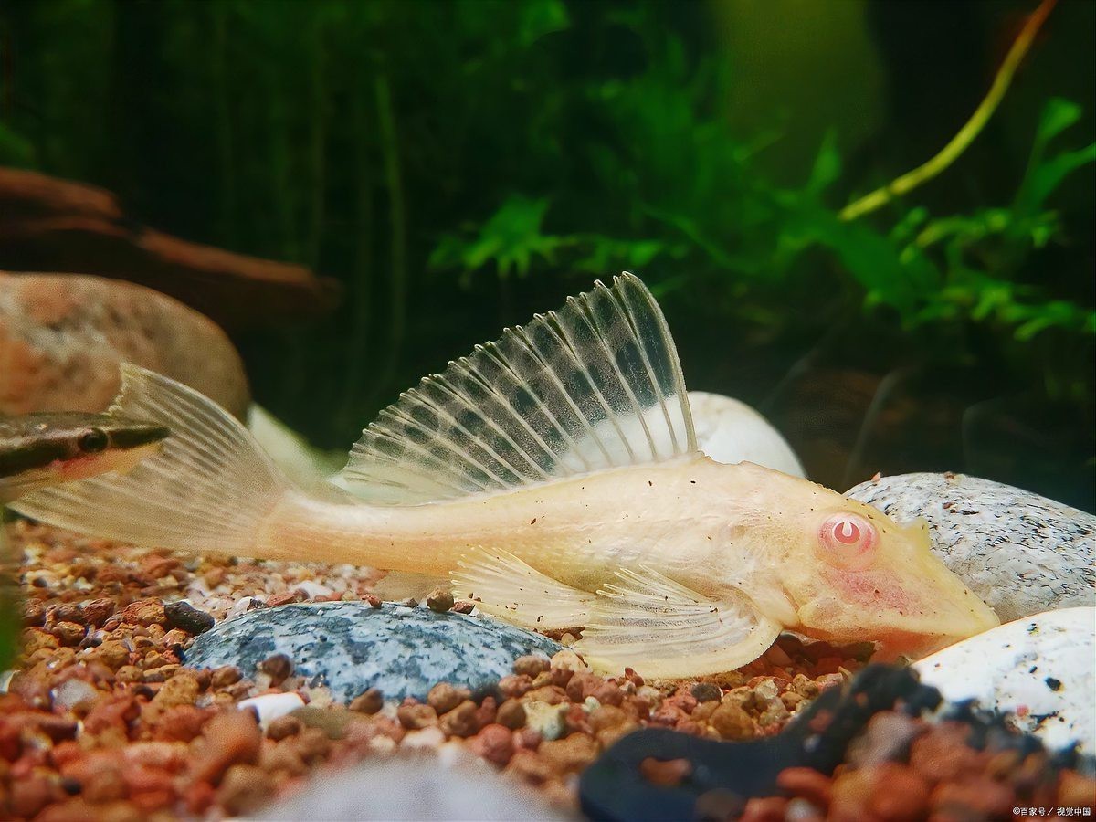 六角恐龍魚認主人嗎它對剛領養者充滿敵意