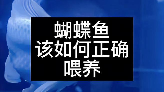 養(yǎng)龍魚還是蝴蝶鯉好 養(yǎng)龍魚還是蝴蝶鯉好 龍魚百科 第7張