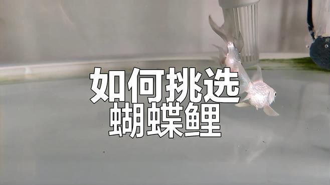 養(yǎng)龍魚還是蝴蝶鯉好 養(yǎng)龍魚還是蝴蝶鯉好 龍魚百科 第8張