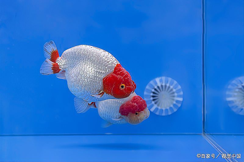 如何預防金龍魚眼睛白膜再次發生？