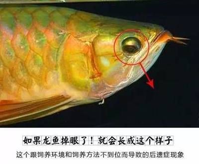 防止龍魚掉眼：如何防止龍魚掉眼 防止龍魚掉眼：如何防止龍魚掉眼 龍魚百科 第1張