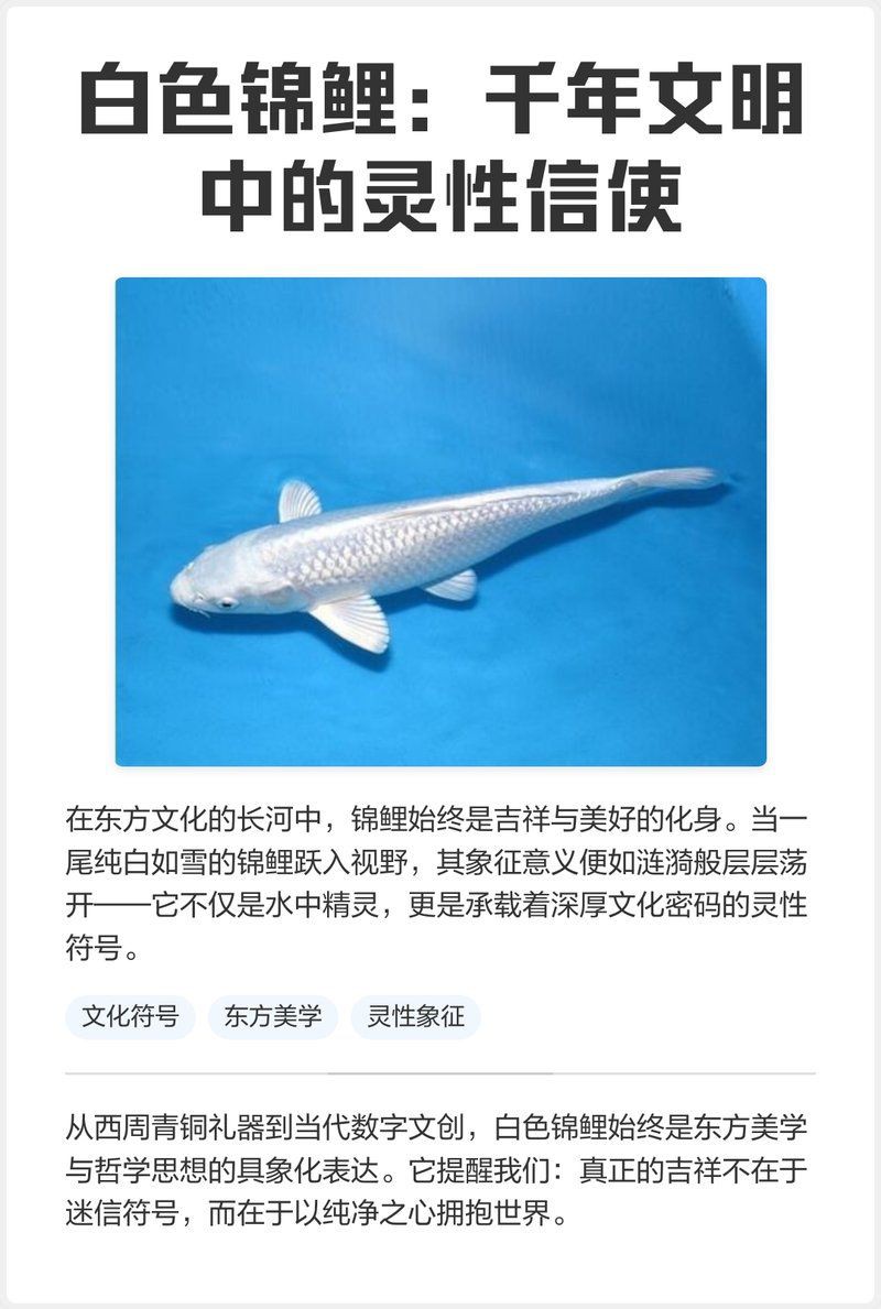 錦鯉純白的好嗎 錦鯉純白的好嗎 龍魚百科 第7張