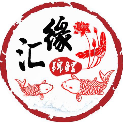 錦鯉純白的好嗎 錦鯉純白的好嗎 龍魚百科 第4張