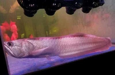 龍魚趴缸多久能恢復正常活動了：龍魚趴缸后如何判斷健康狀況 龍魚趴缸多久能恢復正常活動了：龍魚趴缸后如何判斷健康狀況 龍魚百科 第4張