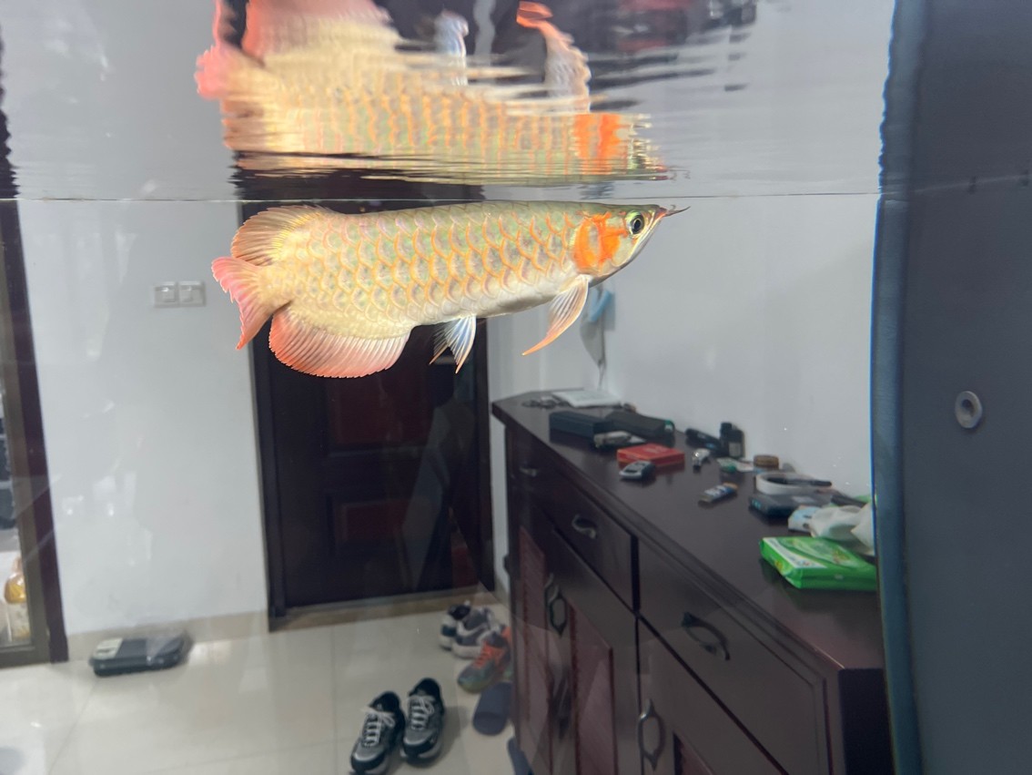 缸第二天開口，魚只狀態初顯，投喂時機與 缸第二天開口，魚只狀態初顯，投喂時機與 龍魚論壇 第3張