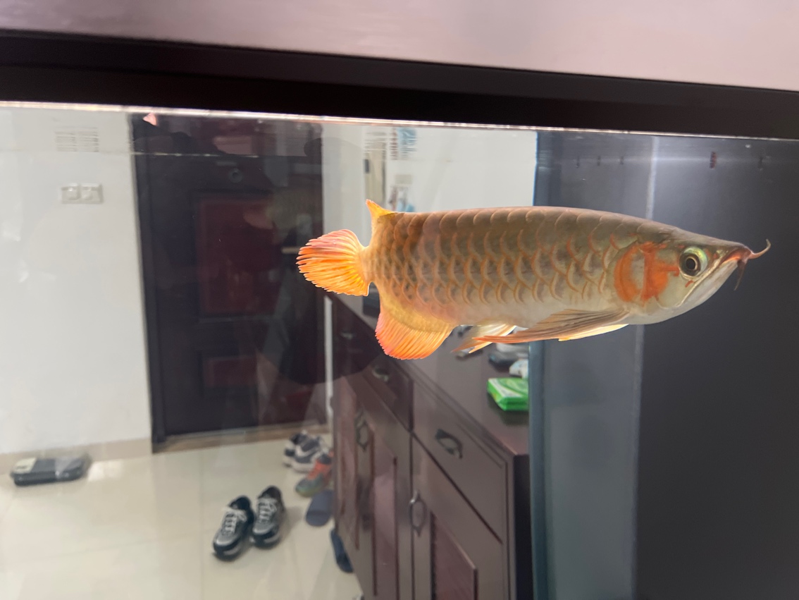 缸第二天開口，魚只狀態初顯，投喂時機與 缸第二天開口，魚只狀態初顯，投喂時機與 龍魚論壇 第1張