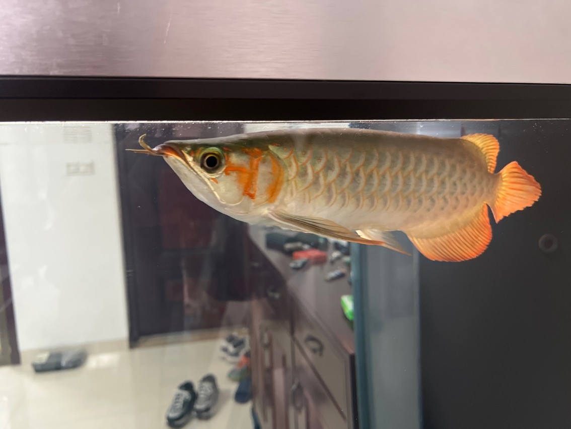 缸第二天開口，魚只狀態初顯，投喂時機與 缸第二天開口，魚只狀態初顯，投喂時機與 龍魚論壇 第2張