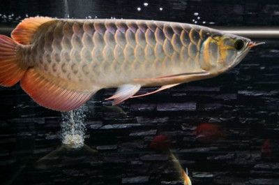 龍魚死了有什么預兆和癥狀：龍魚死亡有什么預兆和癥狀 龍魚死了有什么預兆和癥狀：龍魚死亡有什么預兆和癥狀 龍魚百科 第2張