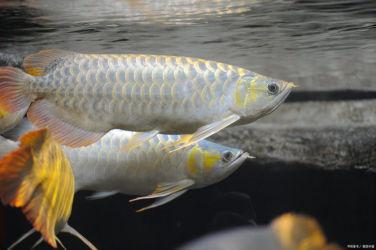 招財龍魚有毒嗎能活多久