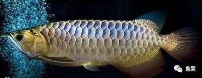 金龍魚樣子，金龍魚是一種常見的觀賞魚類 金龍魚樣子，金龍魚是一種常見的觀賞魚類 龍魚百科 第3張
