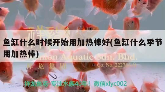 龍魚幾月份開始加溫：關于龍魚何時開始加溫的詳細信息：龍魚何時開始加溫 龍魚幾月份開始加溫：關于龍魚何時開始加溫的詳細信息：龍魚何時開始加溫 龍魚百科 第2張