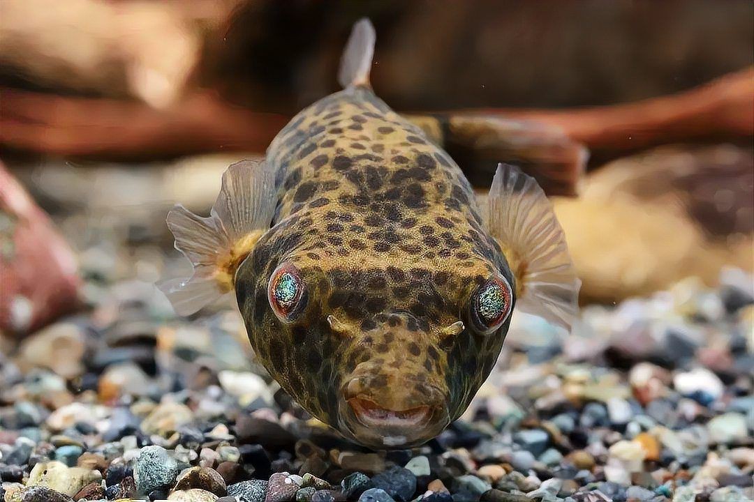金錢狗頭魚為什么是臟魚