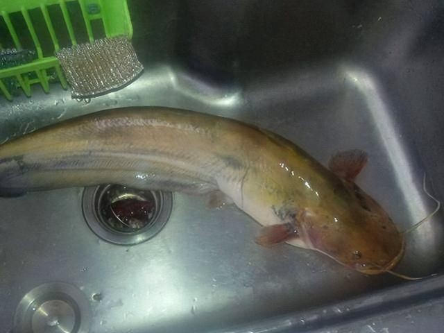 金錢狗頭魚為什么是臟魚