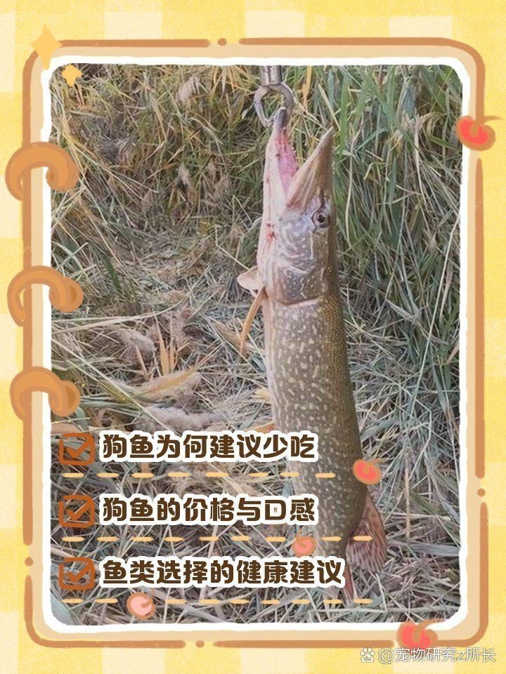 金錢狗頭魚為什么是臟魚