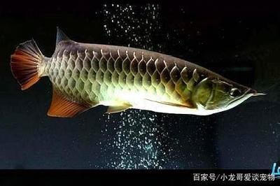龍魚狀態(tài)挺好就是不吃東西