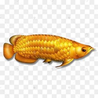 金龍魚(yú)卡通圖片