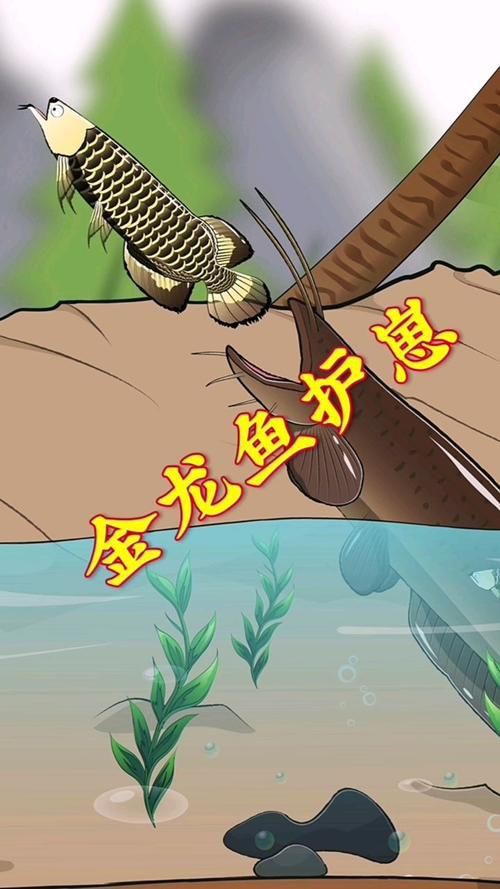 金龍魚(yú)卡通圖片