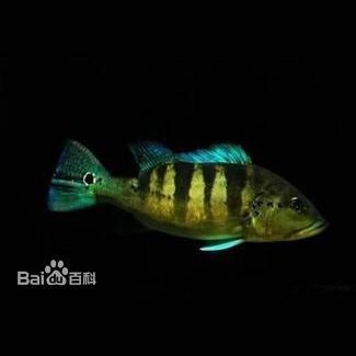 藍帆眼斑對比藍帆五間