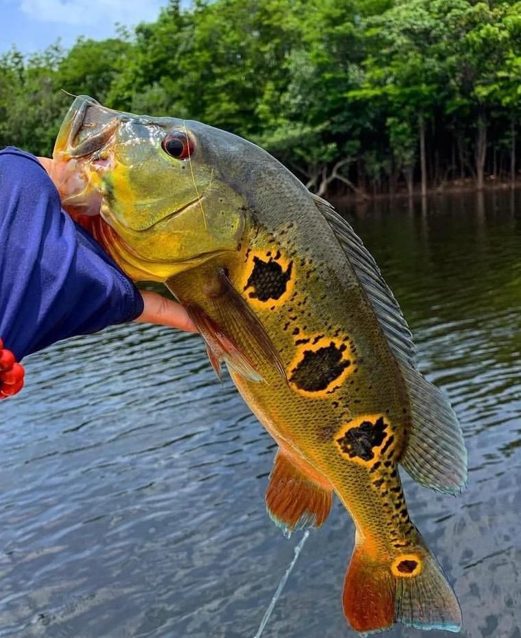 藍帆眼斑對比藍帆五間