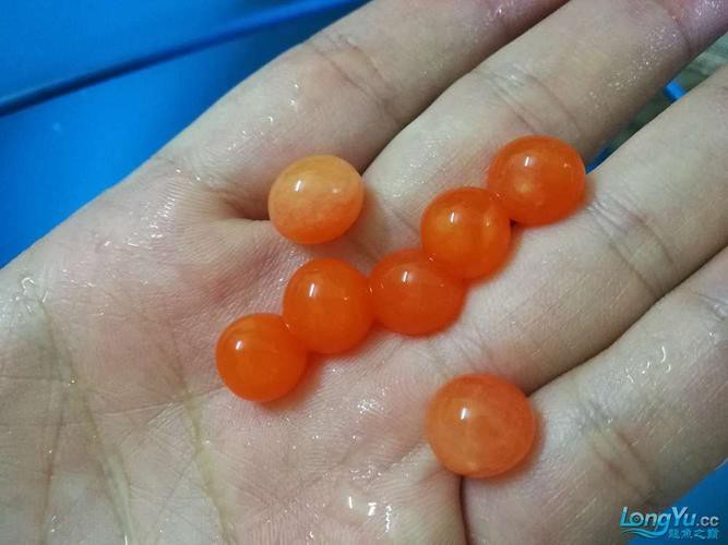 漳州龍魚繁殖方法圖片 漳州龍魚繁殖方法圖片 龍魚百科 第36張