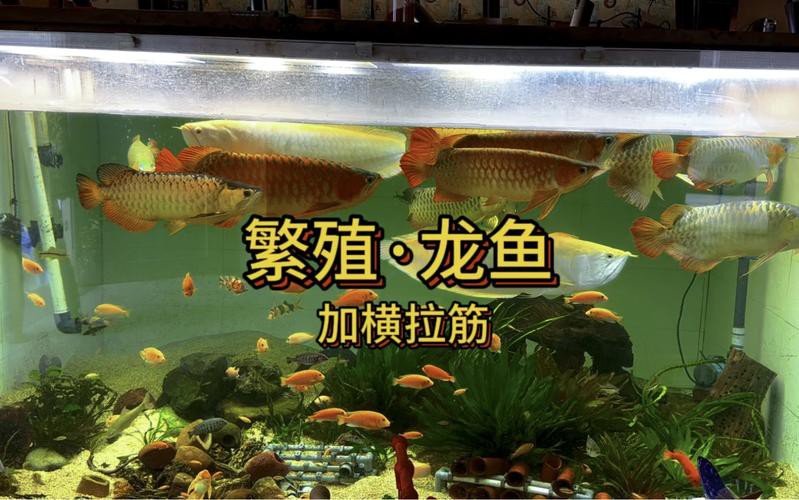 漳州龍魚繁殖方法圖片 漳州龍魚繁殖方法圖片 龍魚百科 第14張