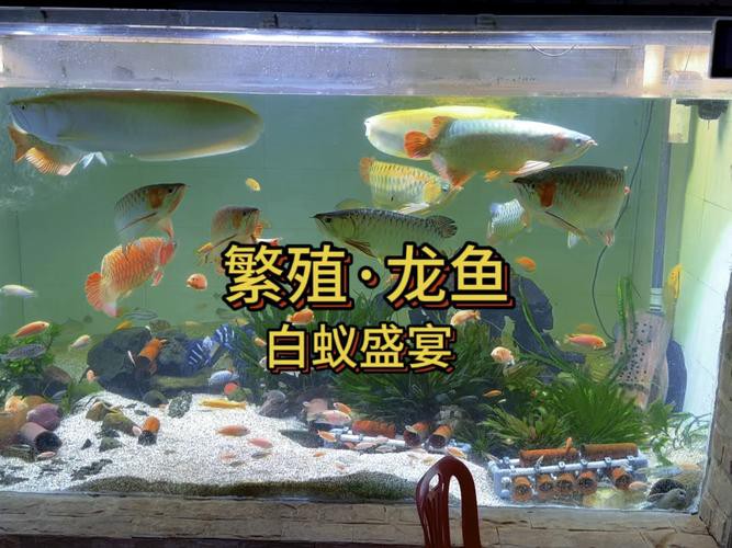 漳州龍魚繁殖方法圖片 漳州龍魚繁殖方法圖片 龍魚百科 第5張