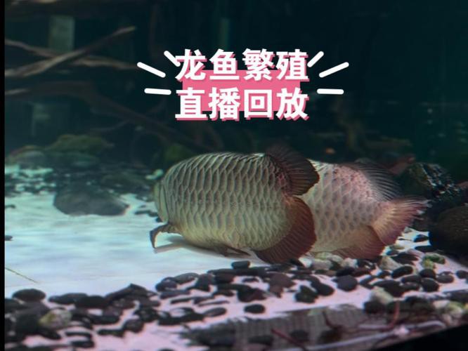 漳州龍魚繁殖方法圖片 漳州龍魚繁殖方法圖片 龍魚百科 第26張