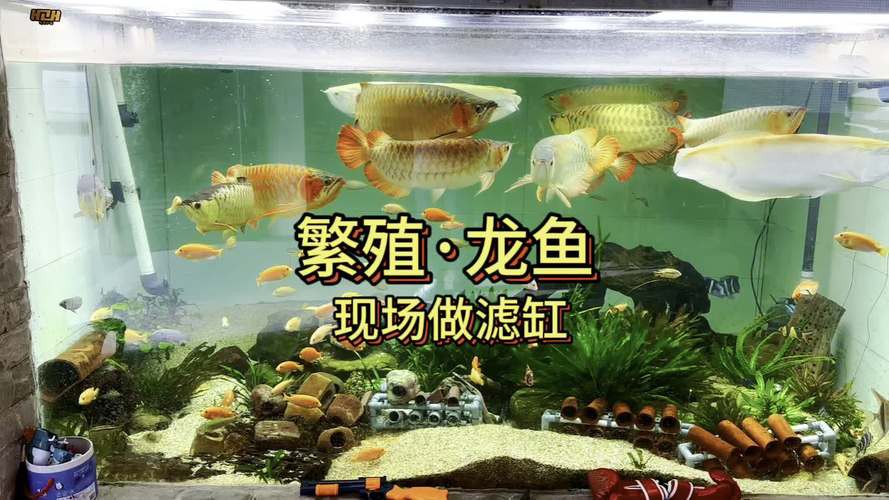 漳州龍魚繁殖方法圖片 漳州龍魚繁殖方法圖片 龍魚百科 第19張