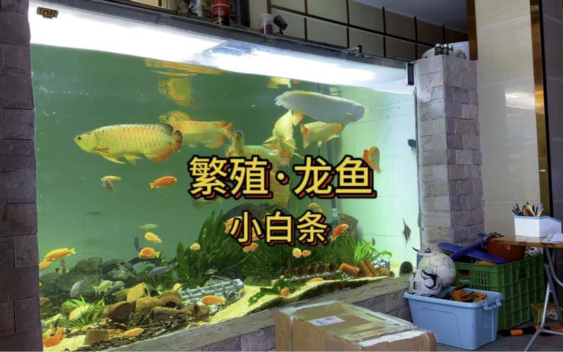 漳州龍魚繁殖方法圖片 漳州龍魚繁殖方法圖片 龍魚百科 第8張