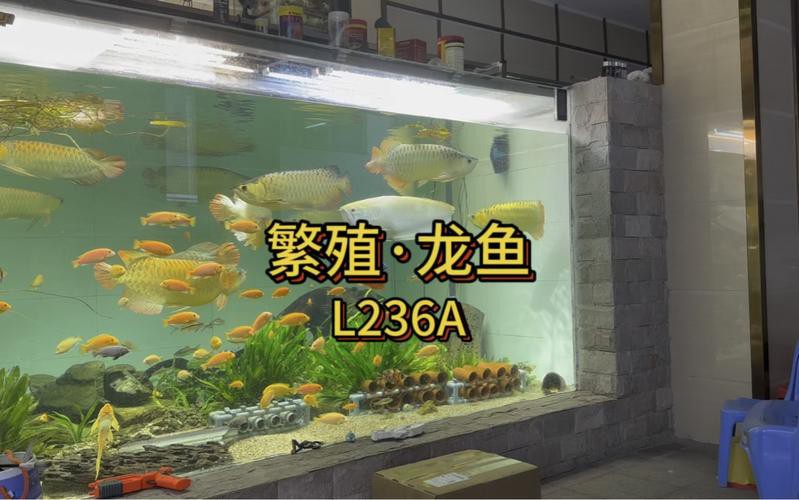 漳州龍魚繁殖方法圖片 漳州龍魚繁殖方法圖片 龍魚百科 第15張